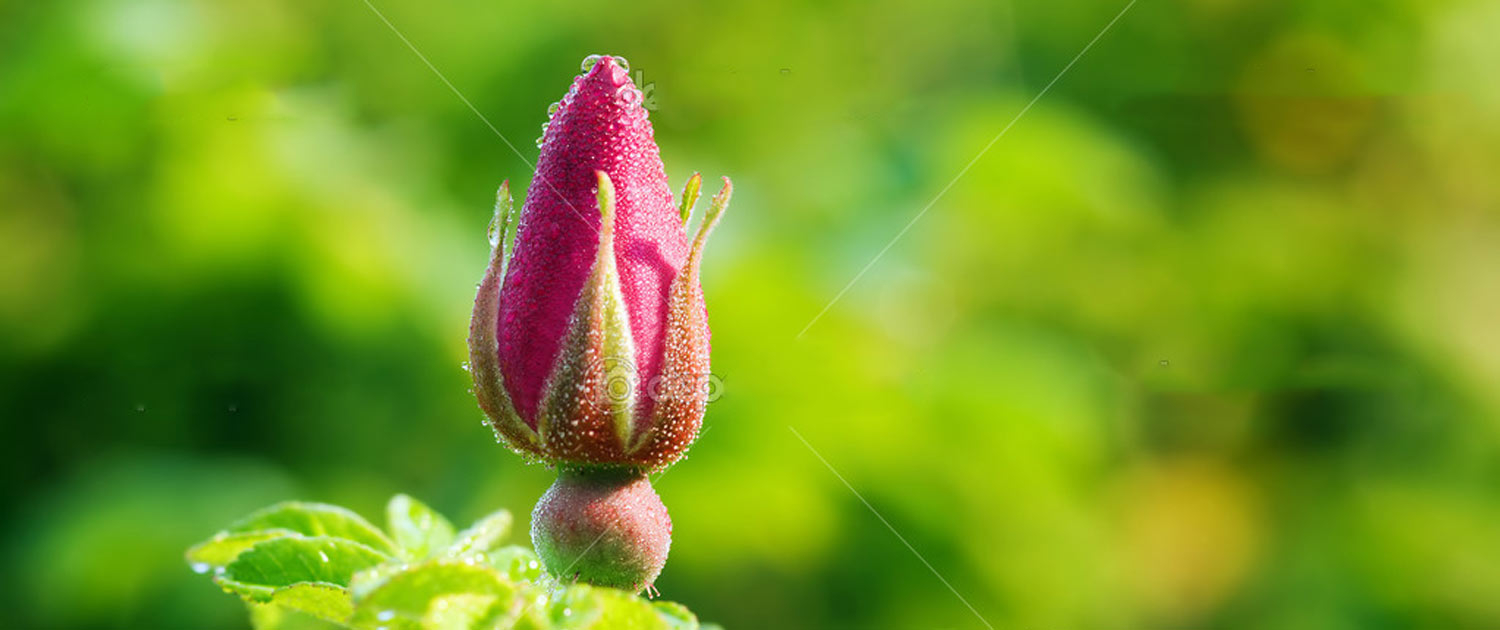 banner-afbeelding-03